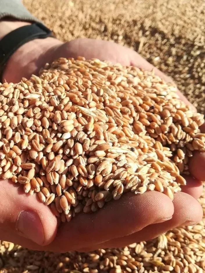 Продам пшеница местный 120тг #1