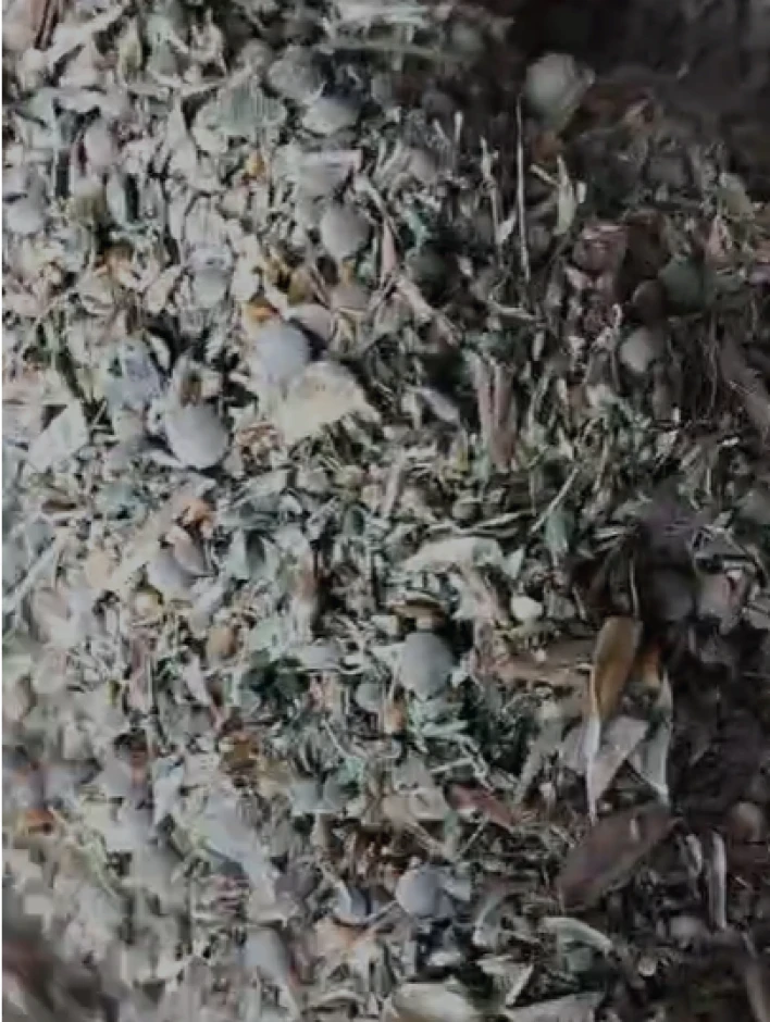 lentil waste. #1