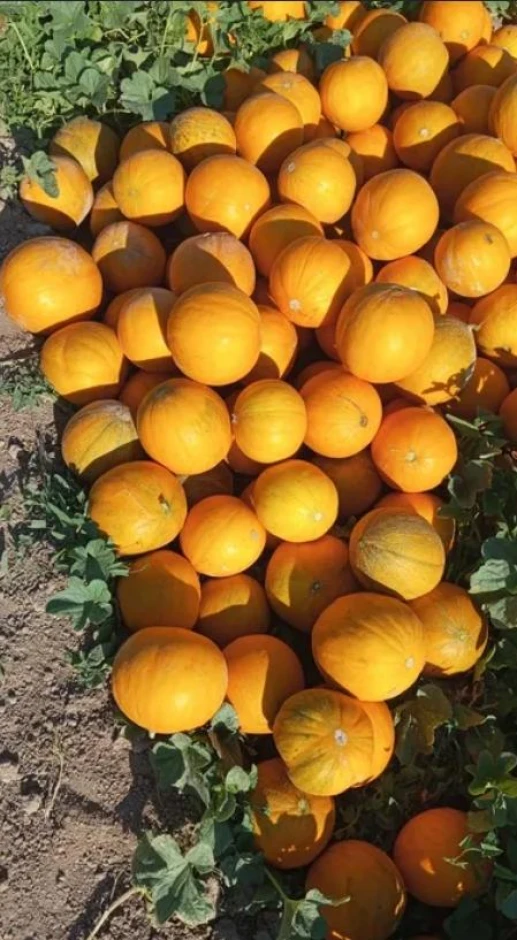 Melon Kolkhoz woman (bokinka). #1