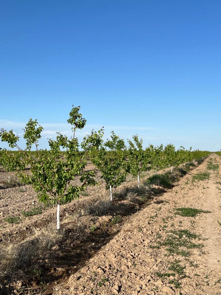Apricot orchard. #4