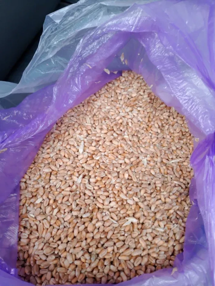 I will sell wheat for fodder. #1