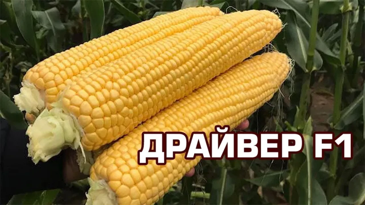 Кукуруза ОПТ-Розница - 1 Кукуруза ОПТ-Розница #1