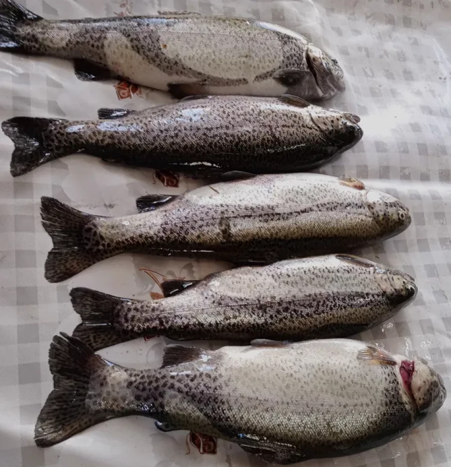 Форель, царьская рыба - 2 Форель, царьская рыба #2