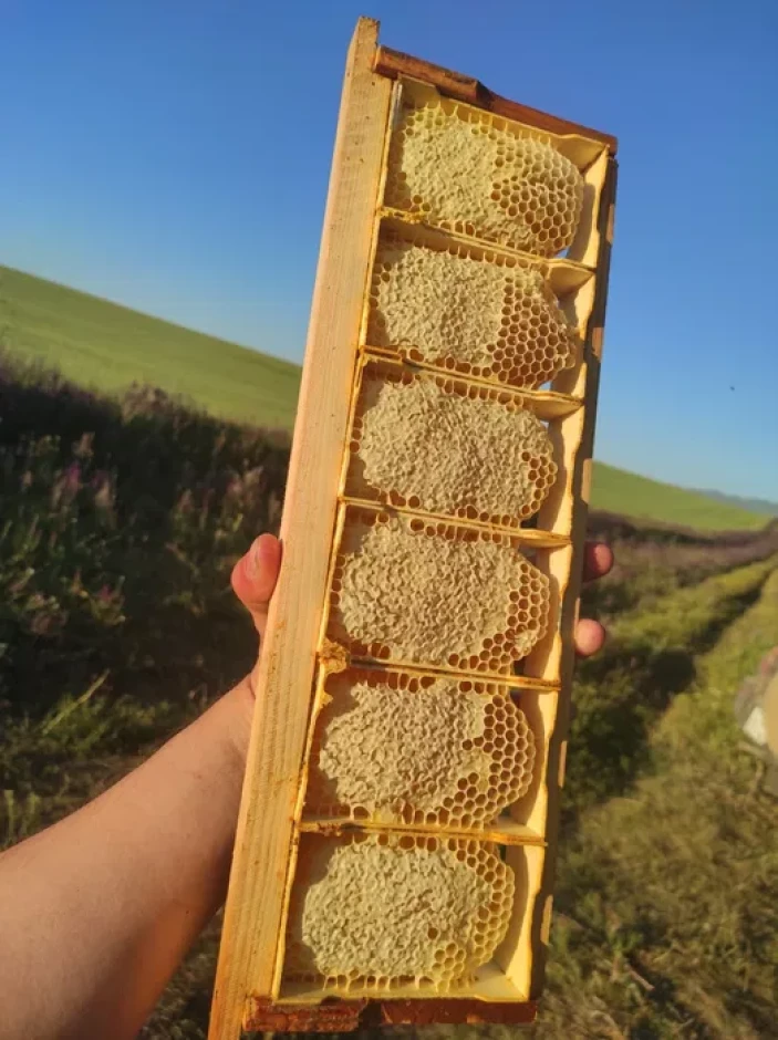 Продам мед со своей пасеки. - 5 Продам мед со своей пасеки. #5