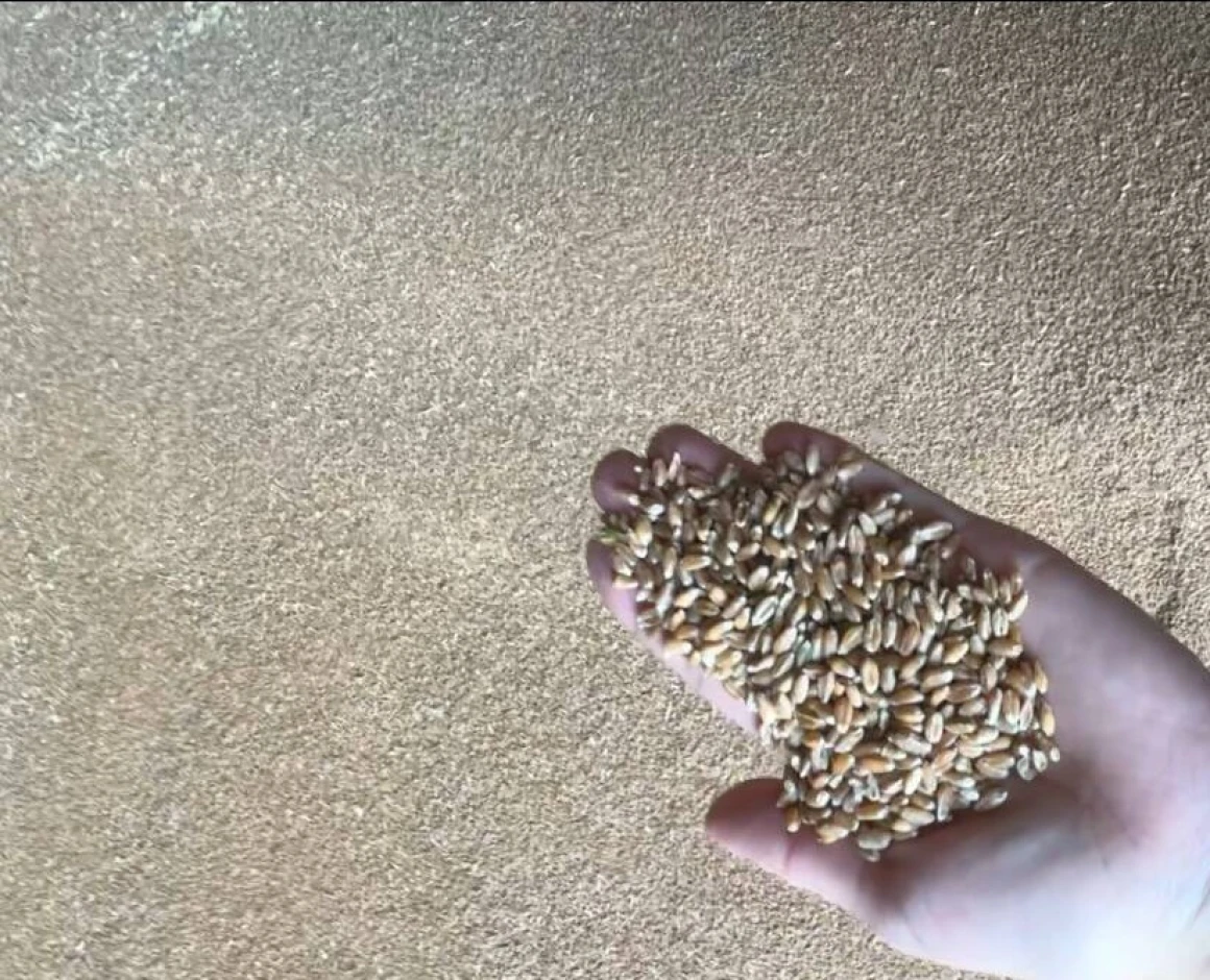 Пшеница 3 класса #2