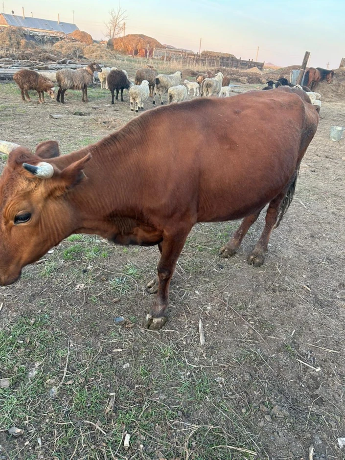 11 heads of cattle are for sale. #2