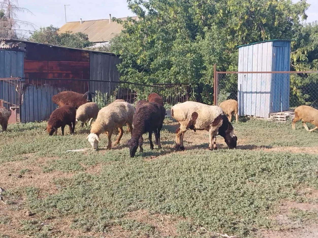 продам овец, коз, ягнят, козлят #2