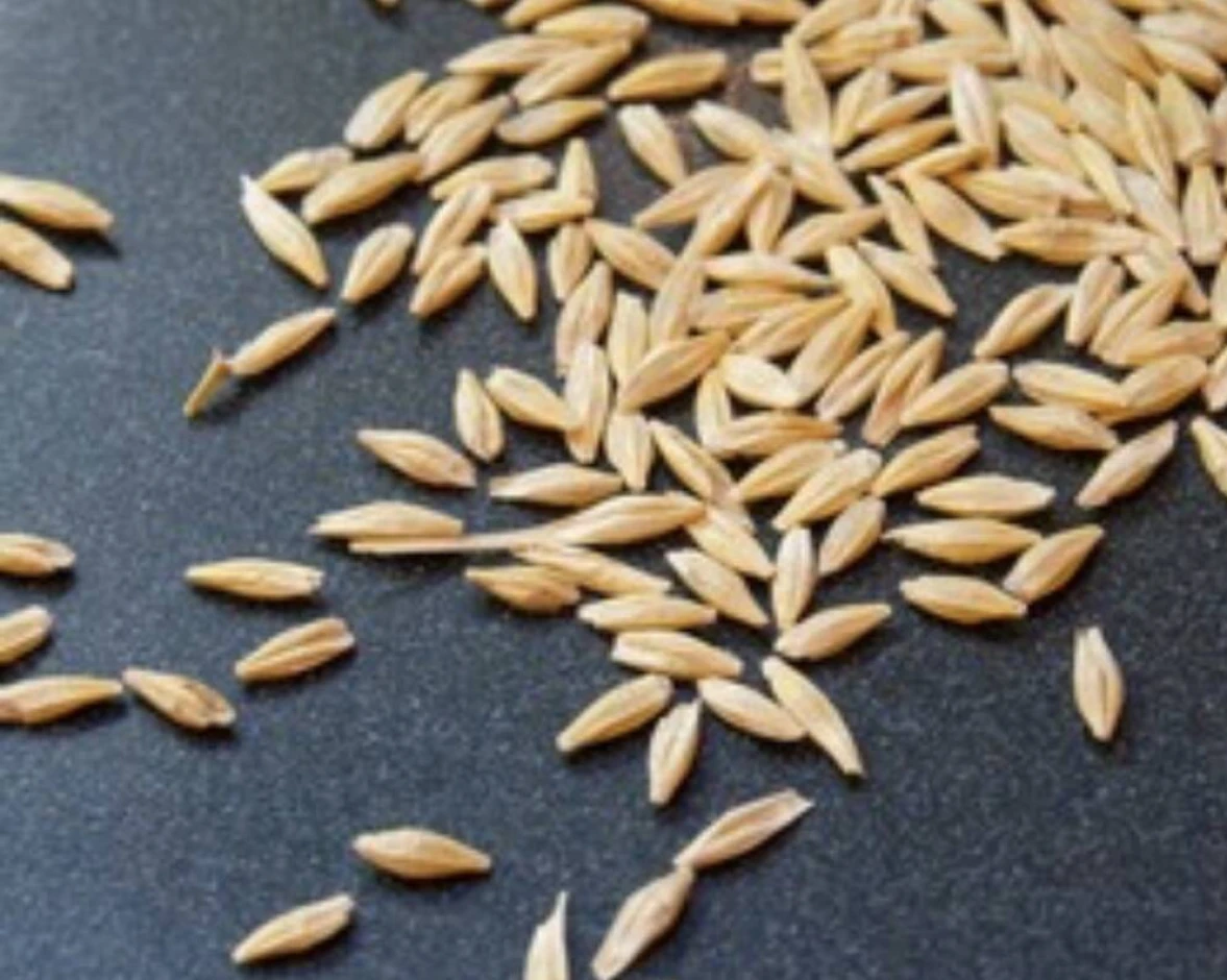 Barley "Sasha" reproduction Elite. - 1 Barley "Sasha" reproduction Elite. #1