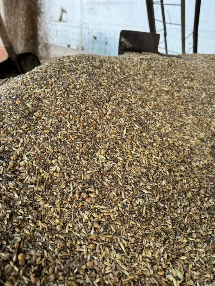 I will sell wheat for fodder. #4