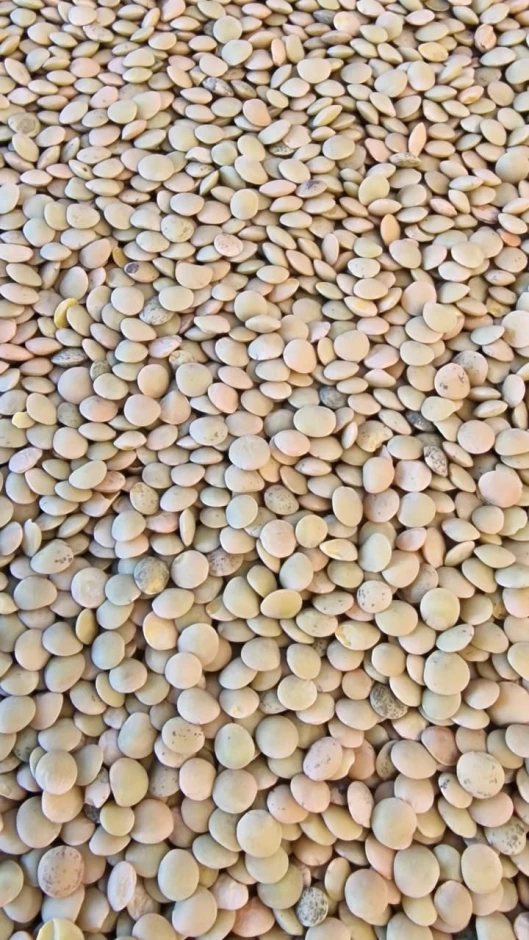 I will sell green lentils. #1