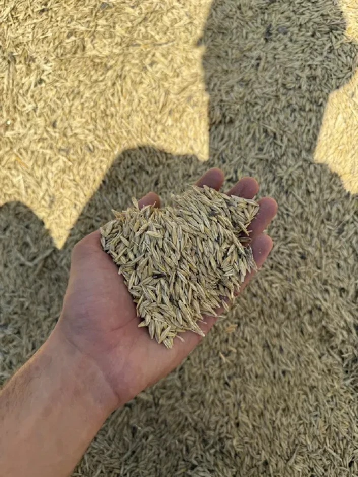 Arpa barley 30 ton urgently. #2