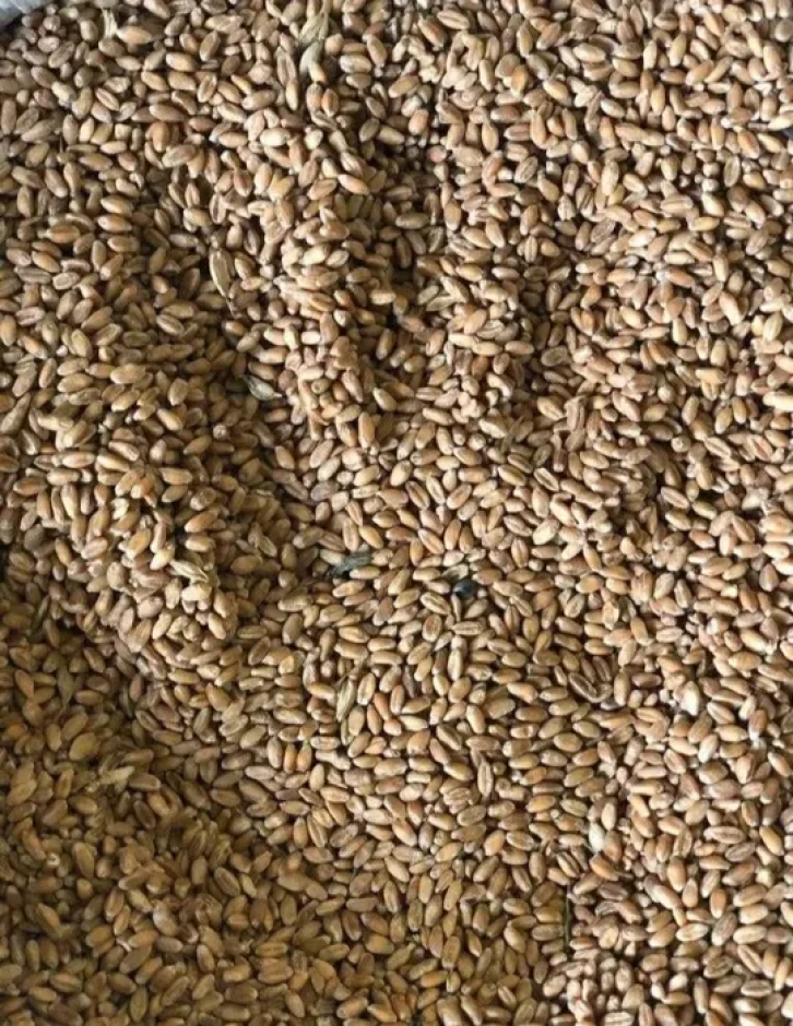 Пшеница 4 класса #2