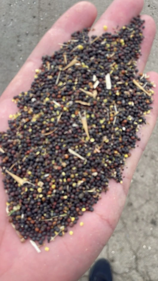Rapeseed. #1