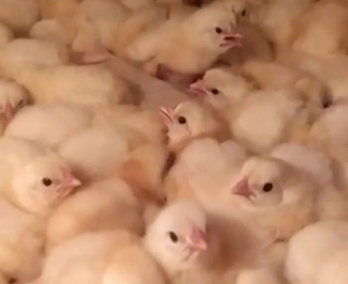 Цыплята бройлер #1