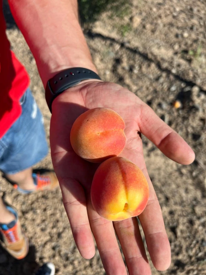 Apricot orchard. #3