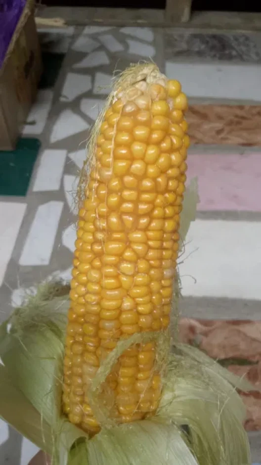 Сладкая кукуруза #1