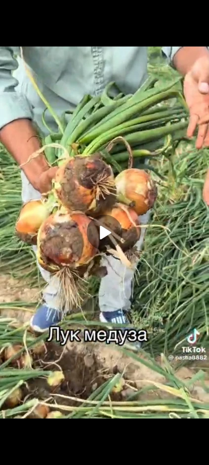 Лук #3