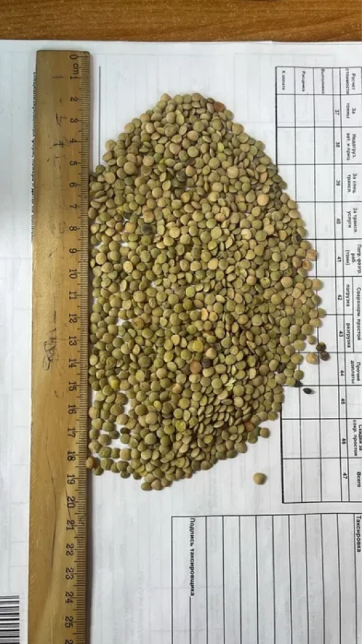 Чечевица зеленая тарелочная - 2 Чечевица зеленая тарелочная #2