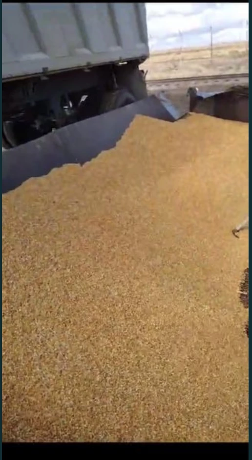 Corn #1