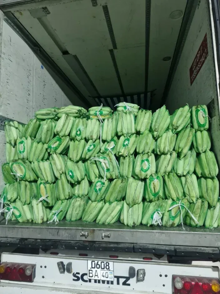 Сладкая кукуруза #1