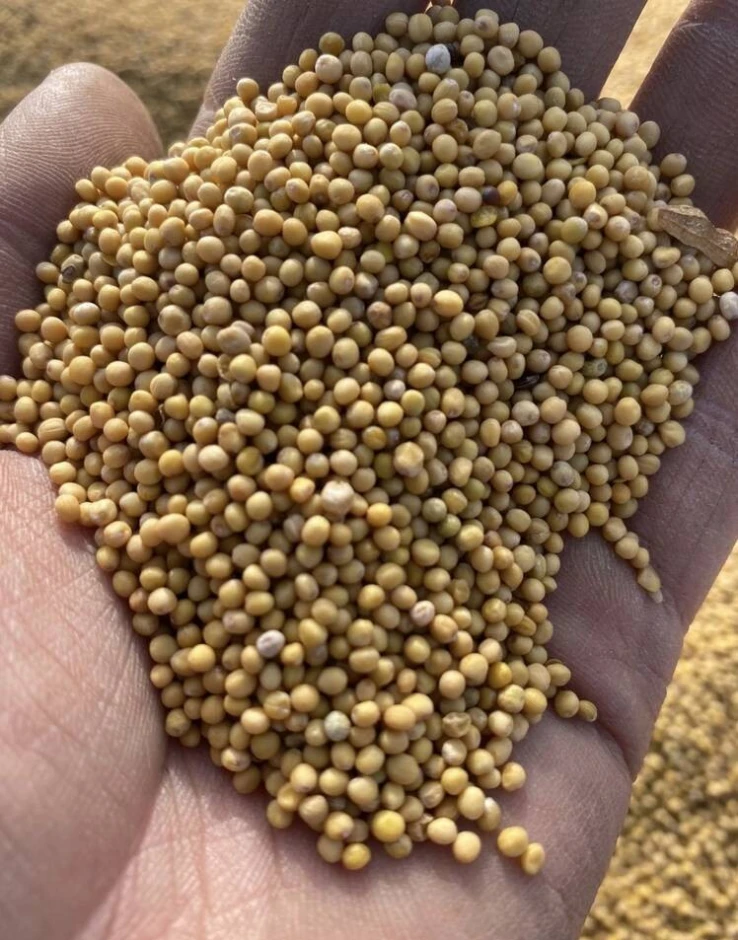 Белая и черная горчица #1