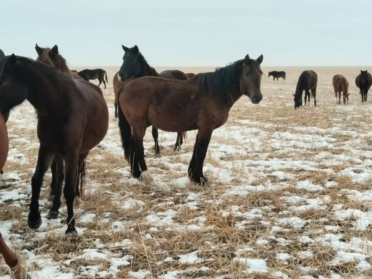 Продам лошадей разного возраста - 1 Продам лошадей разного возраста #1