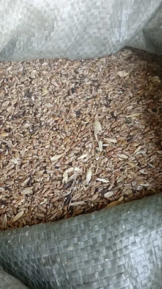 Grain waste: wheat, buckwheat. #7