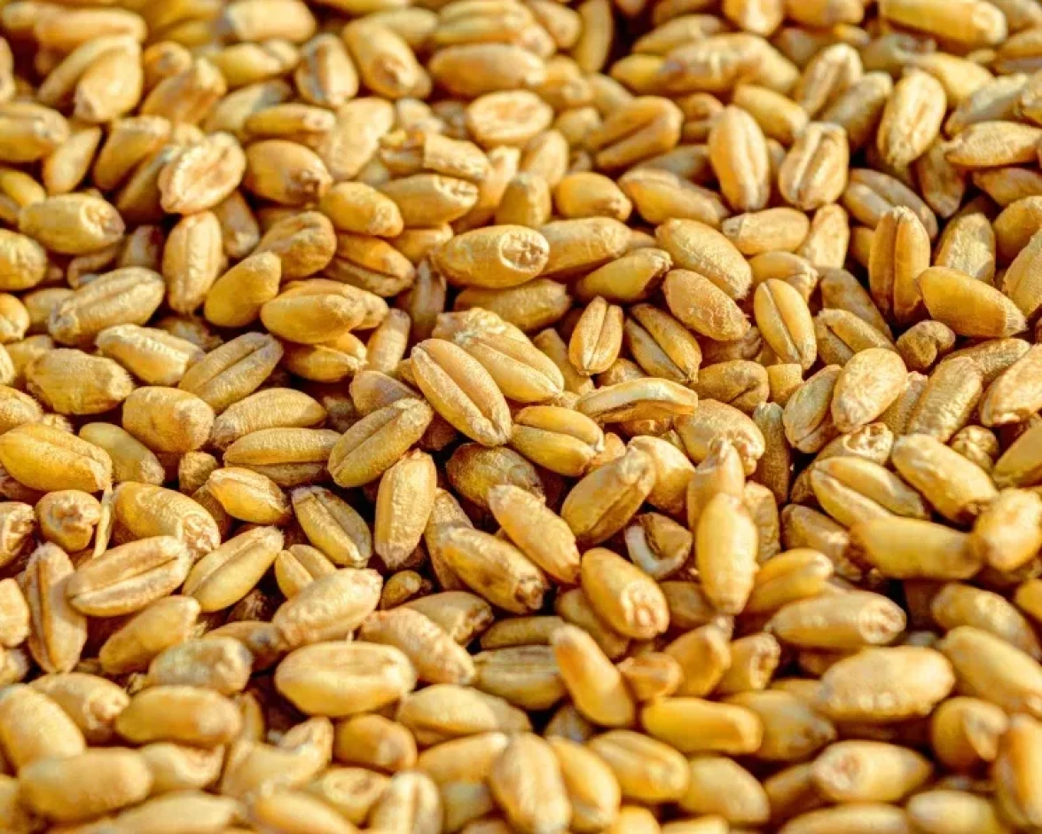 Продам пшеницу кормовую - 1 Продам пшеницу кормовую #1