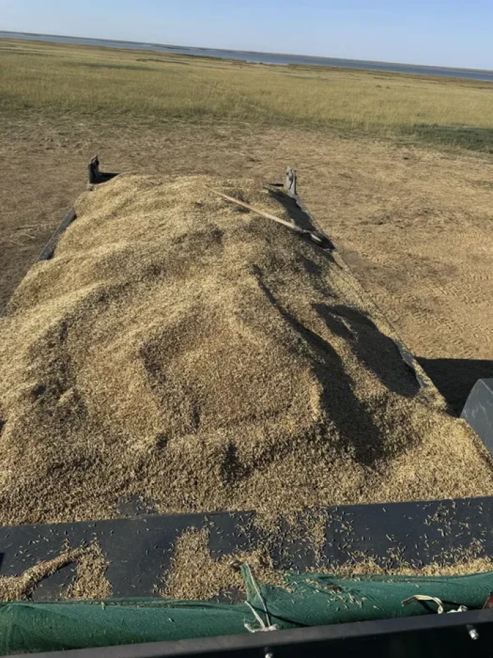 Oats, suly, fodder. #1