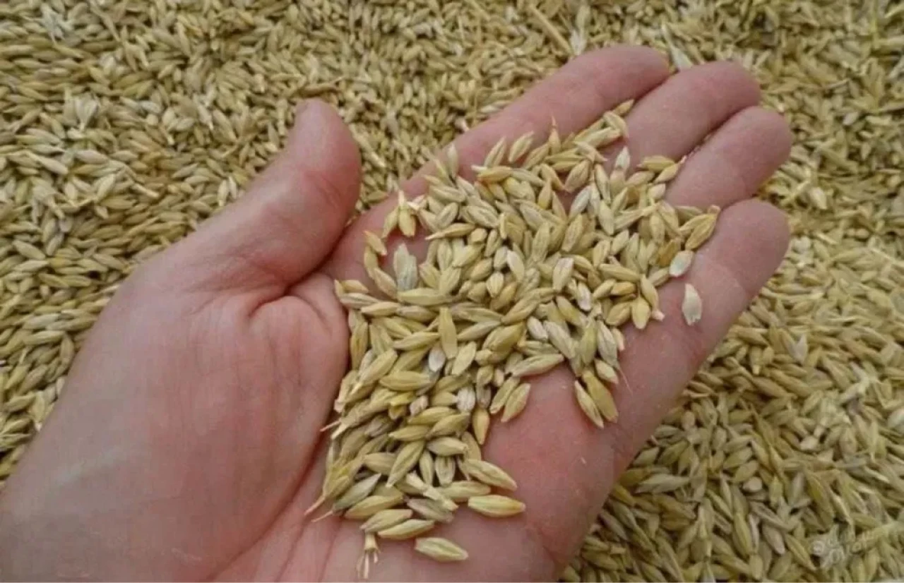 I will sell barley. #1
