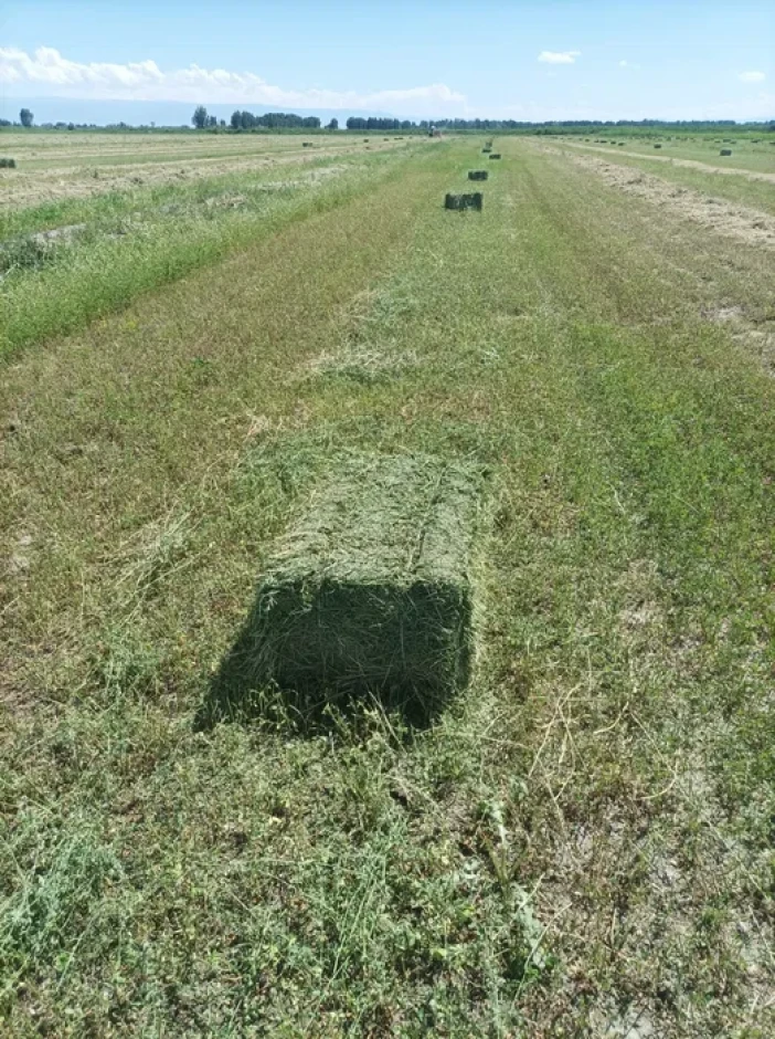 Seeds of alfalfa urygy. #4