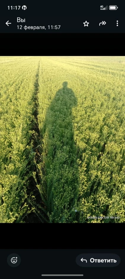 Продам семена канадского льна #2