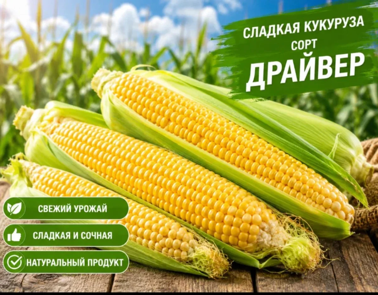 Продается кукуруза #1