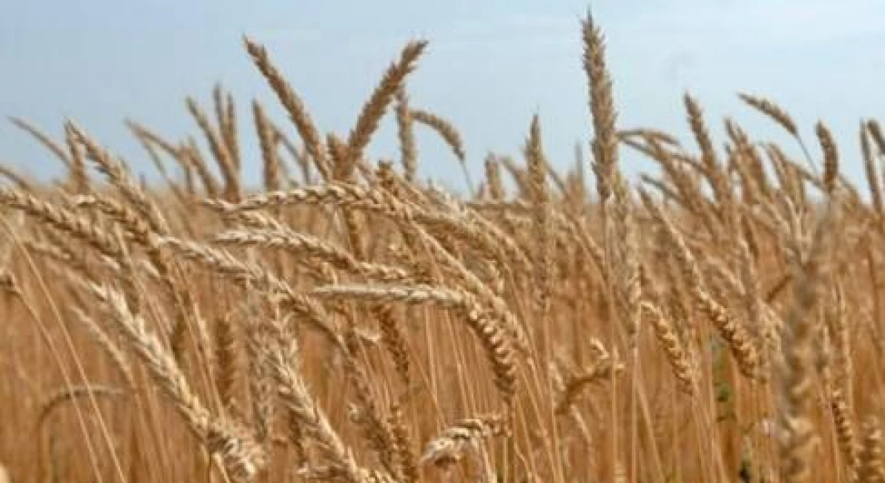 Куплю пшеницу 3 и 4 сорта, 10 000 – 20 000 тонн, FOB SAMUR #1