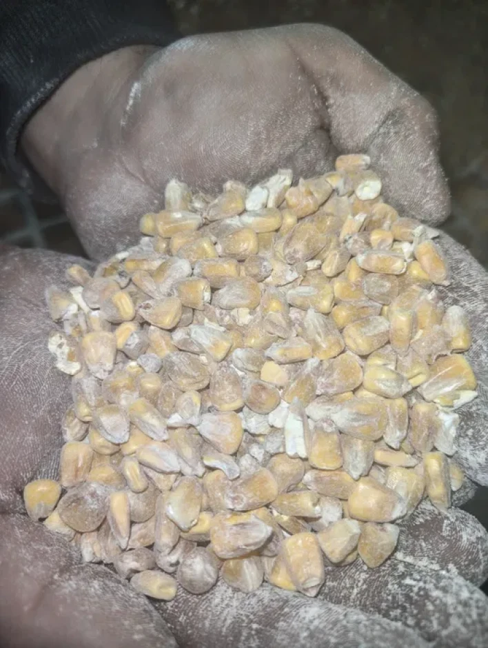 Кукуруза жүгері расыпной #3