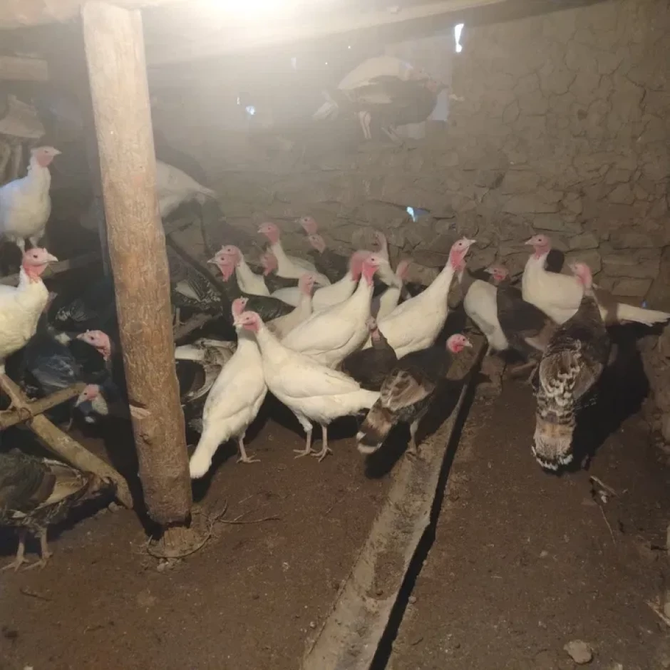 Продам гусят и индюков домашние - 1 Продам гусят и индюков домашние #1