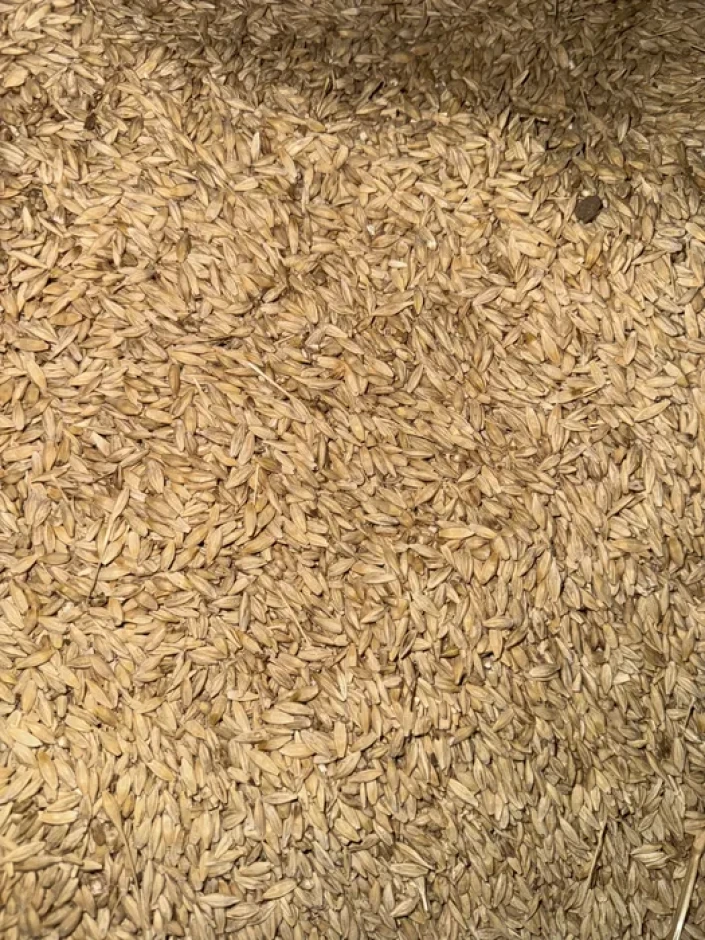 Excellent Barley is sold in the farm. Price: 80.000 per ton. #2