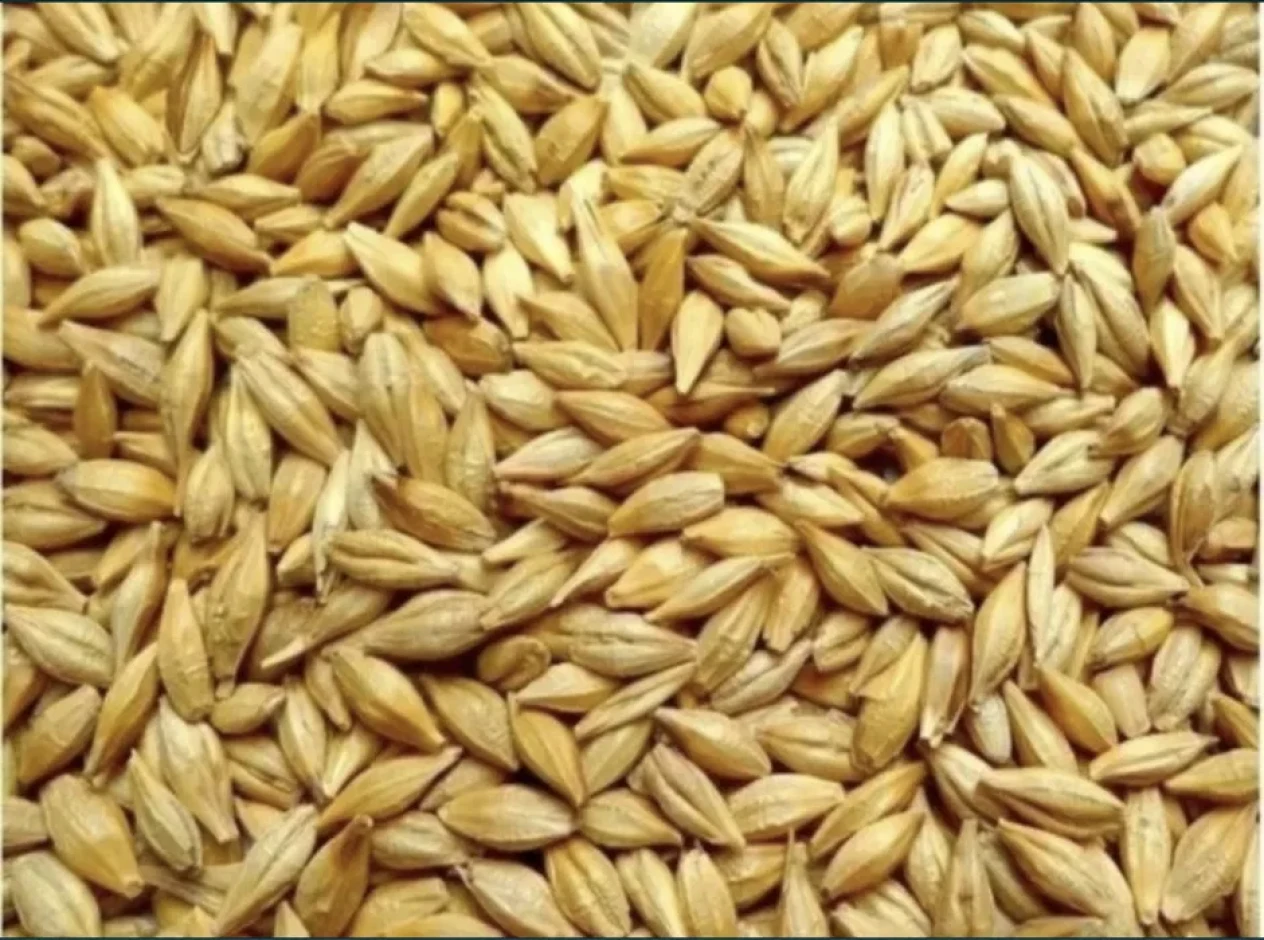 Arpa satylady urgently a ton of barley will sell. #1