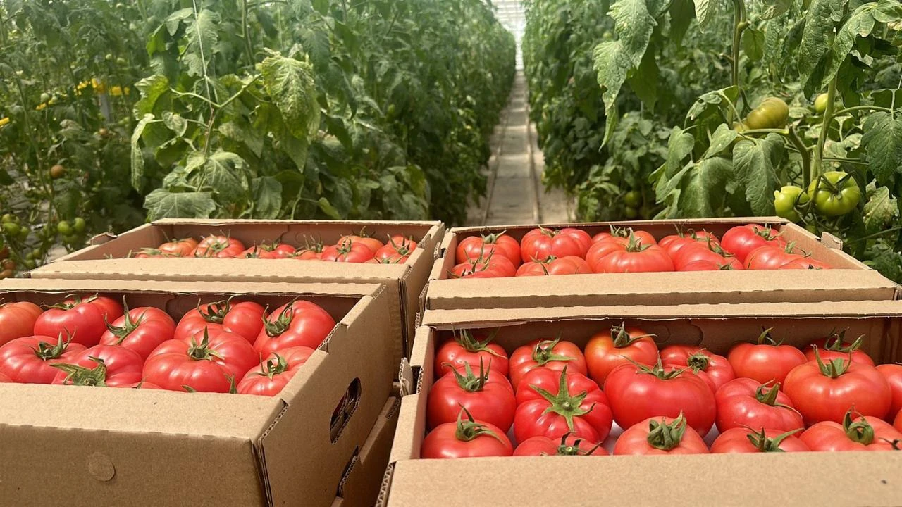 Tomatoes, greenhouse tomatoes on hydroponics. #3