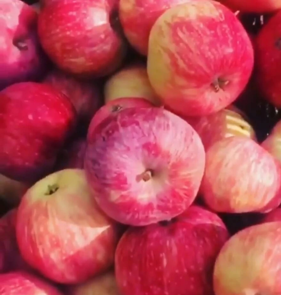 Apples in bulk. #1