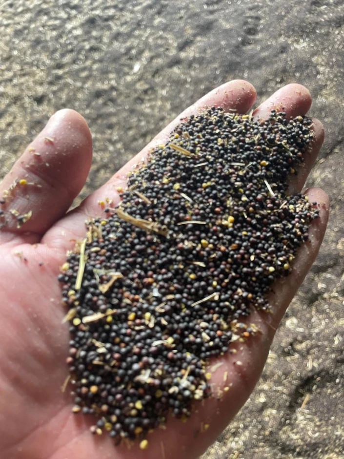 Rapeseed. #2