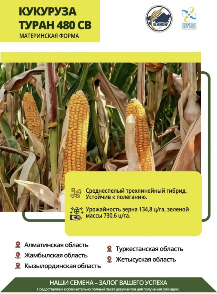 Семена сои сорта: Жансая и Айсауле #3