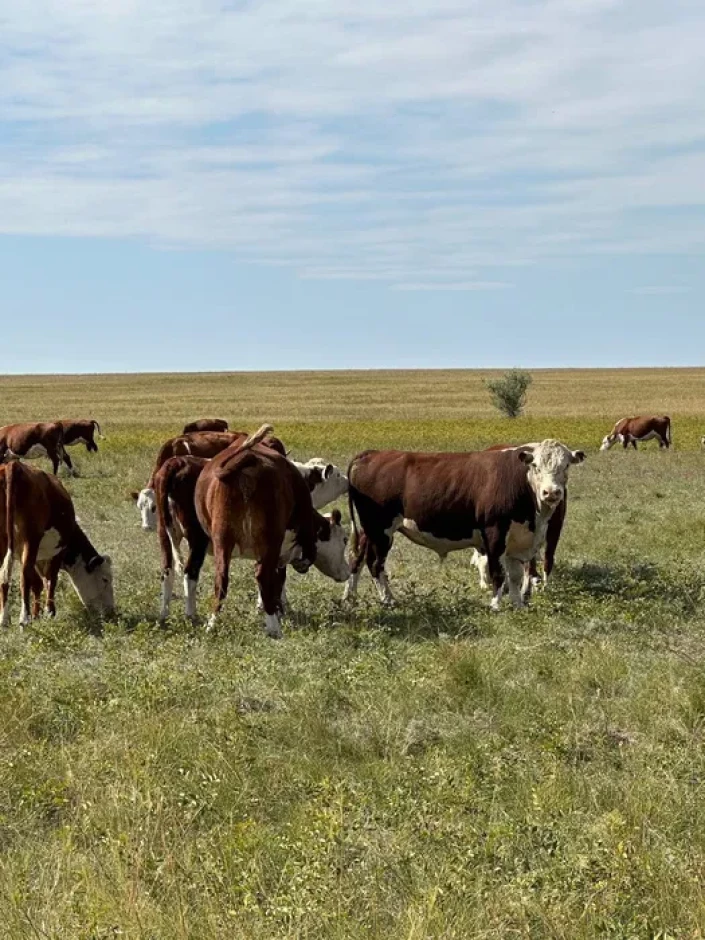 Продажа Крестьянское хозяйства - 1 Продажа Крестьянское хозяйства #1