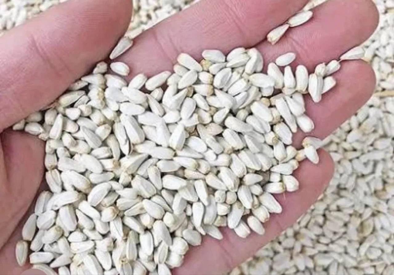 Сафлор мақсары качественный #1