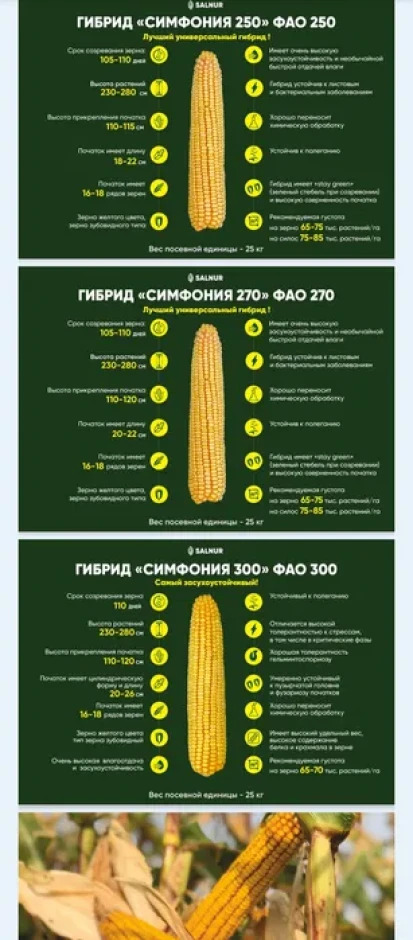 Кукуруза доставка есть #2