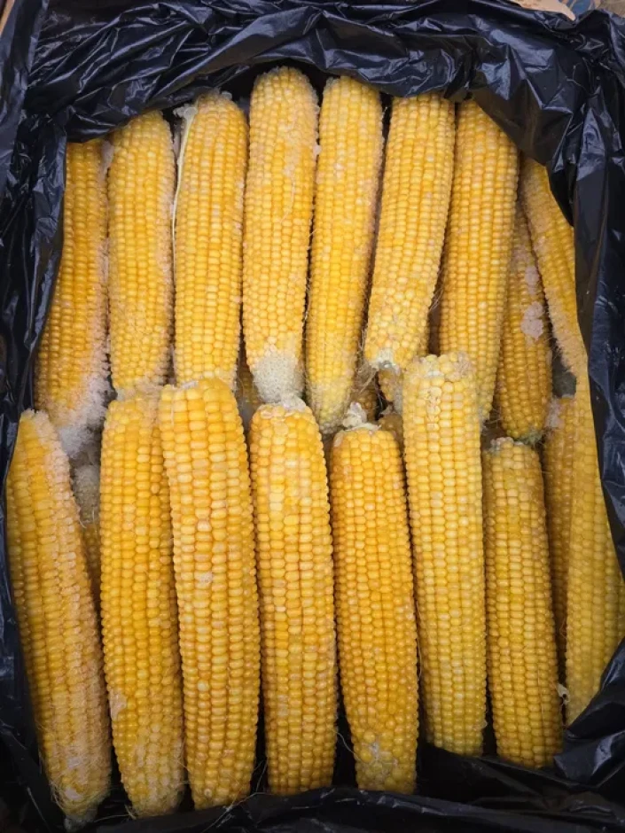 Кукуруза в початках - 1 Кукуруза в початках #1