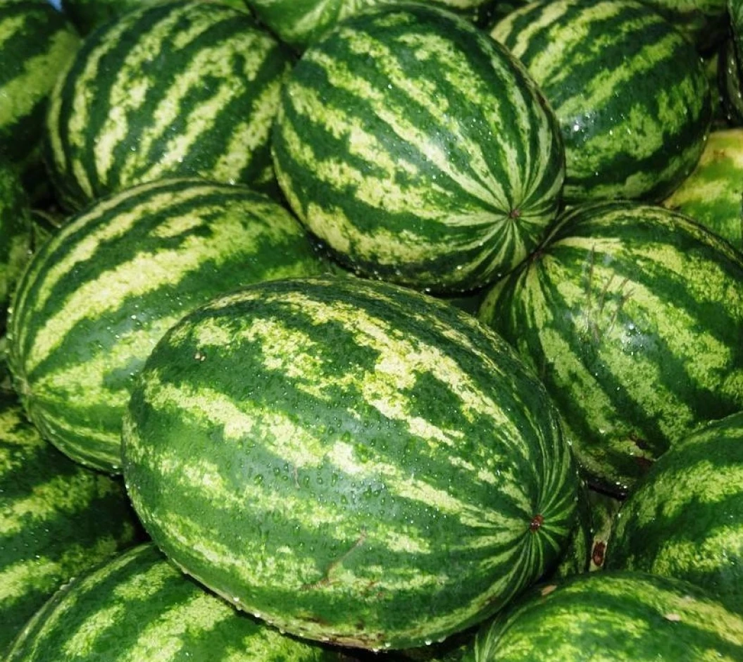 Продажа арбуза #1