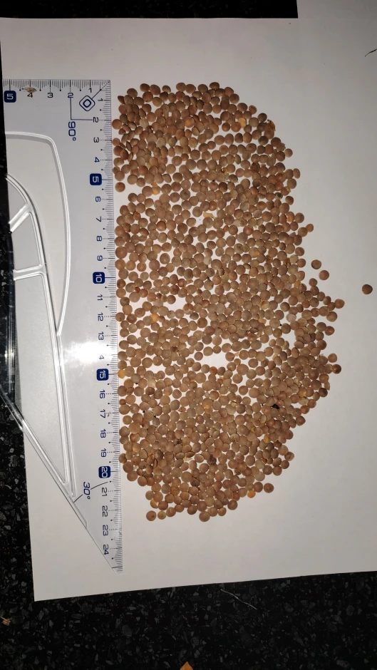 Чечевица Красная #1