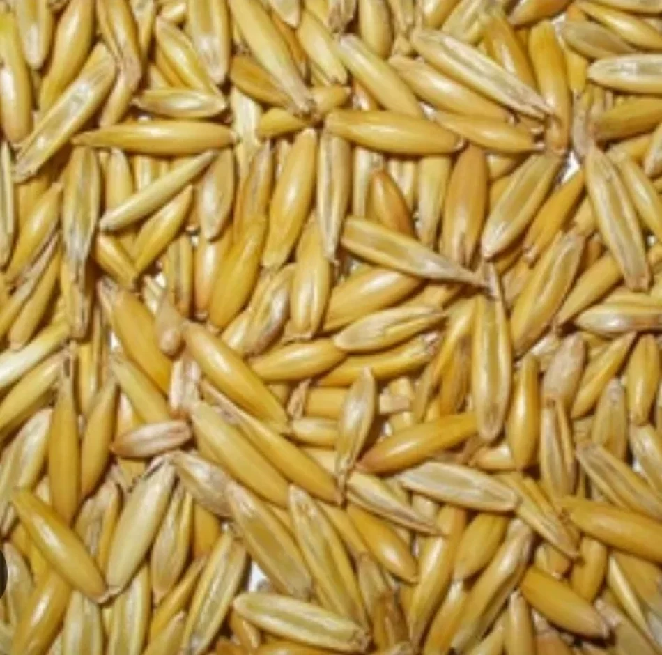 Продам овёс в мешках #1