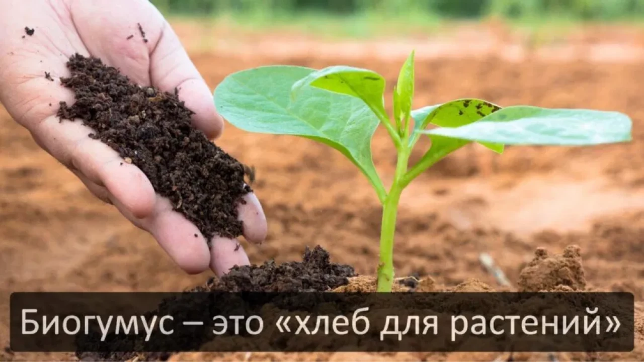 Органические удобрения - 3 Органические удобрения #3